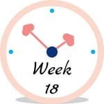 Zwangerschap week 18